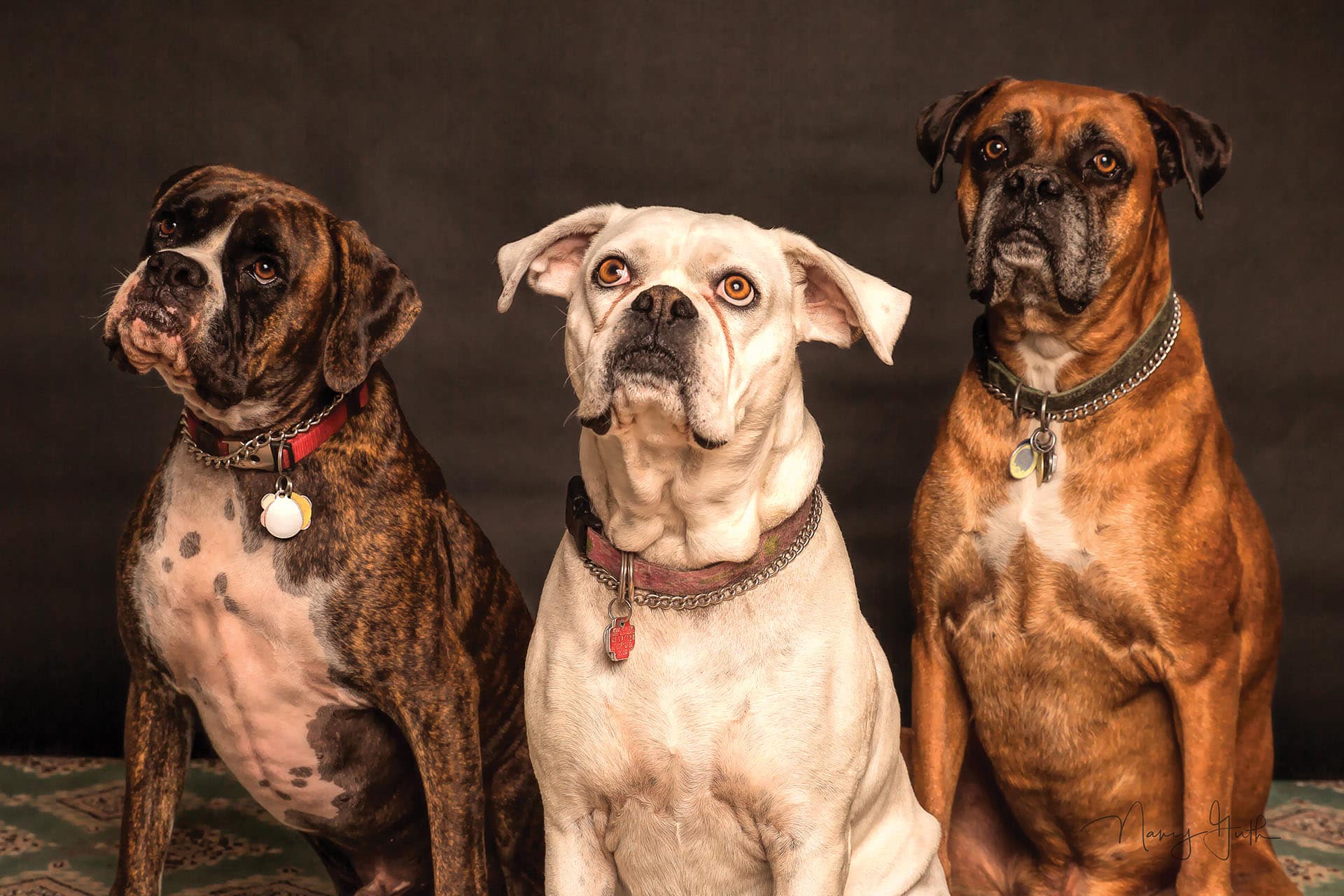 Eternal Companions: Preserving the Happiness of Pet Photography.